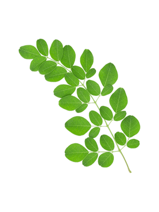Moringa Leaf / Munaga 