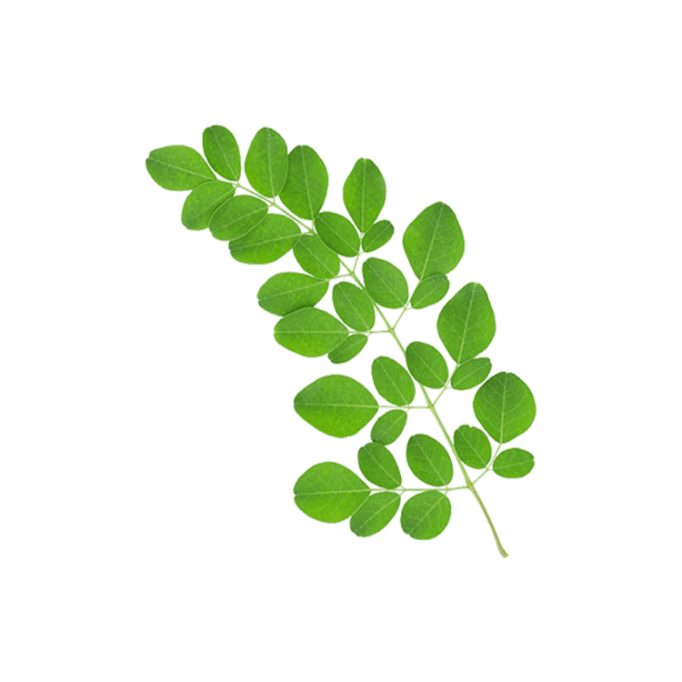 Moringa Leaf / Munaga 